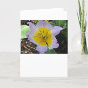 Lilac Wonder Tulip, Karte
