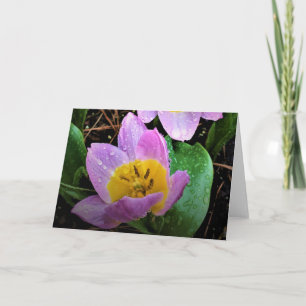 Lilac Wonder Tulip, Karte