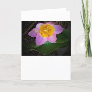Lilac Wonder Tulip, Karte
