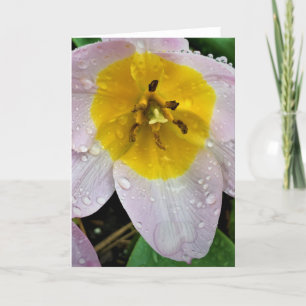 Lilac Wonder Tulip, Karte