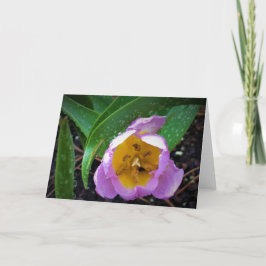 Lilac Wonder Tulip, Karte