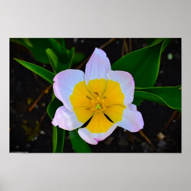 Lilac Wonder Tulip, Poster (Vorne)