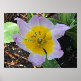 Lilac Wonder Tulip, Poster