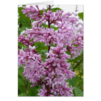 Lilacs en floraison