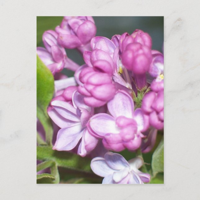 Lilacs in Oregon Postkarte (Vorderseite)