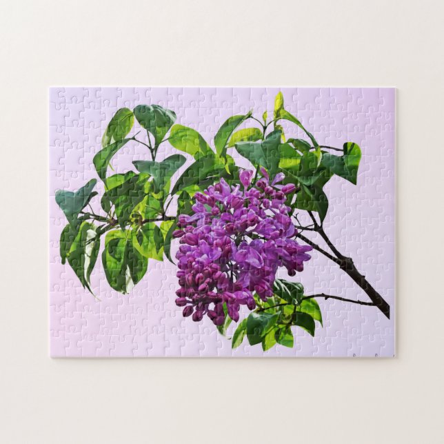 Lilacs Just Opening (Horizontal)
