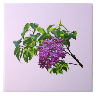 Lilacs Just Opening Fliese
