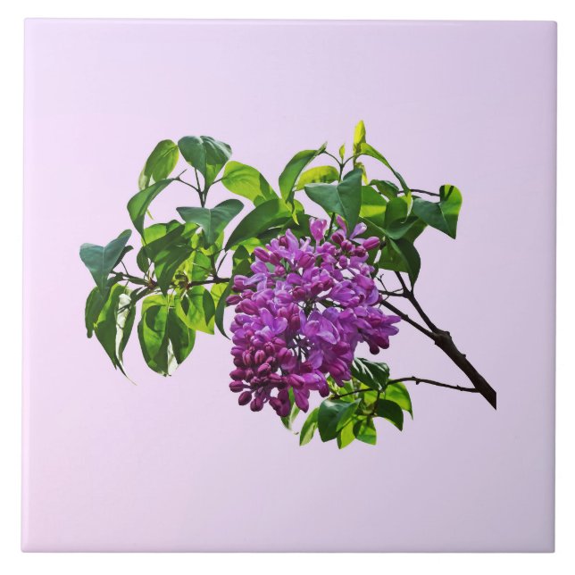 Lilacs Just Opening Fliese (Vorderseite)