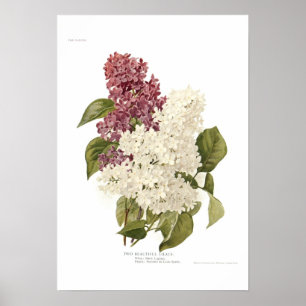 Lilacs Poster