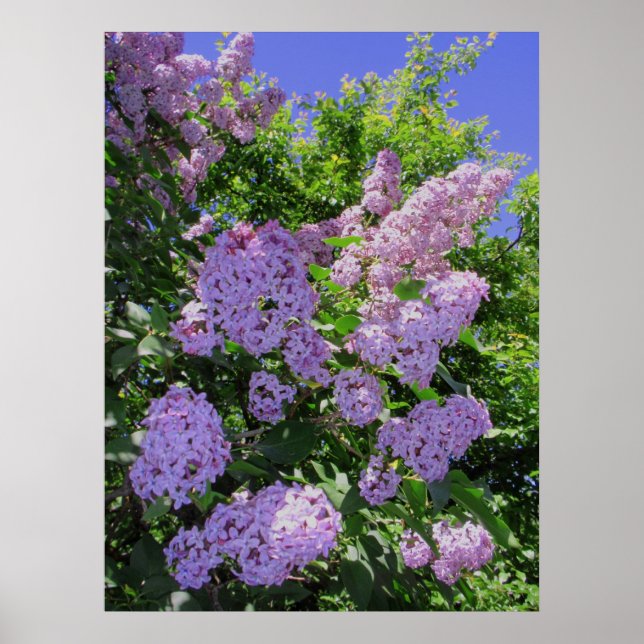 Lilacs Poster (Vorne)