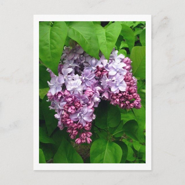 Lilacs Postkarte (Vorderseite)