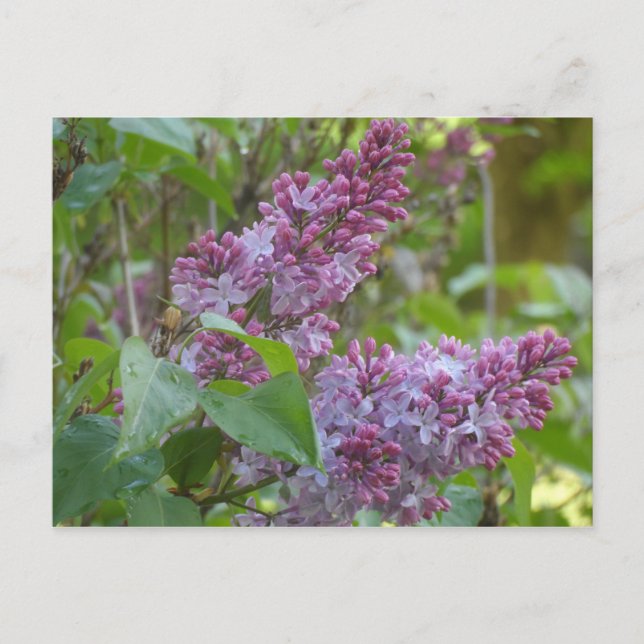 Lilacs Postkarte (Vorderseite)