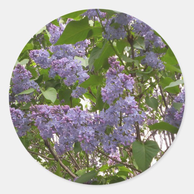 Lilacs Stickers (Vorderseite)