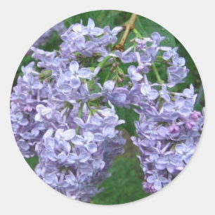 Lilacs zum Muttertag Runder Aufkleber
