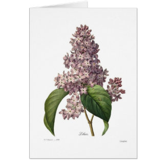 Lilas