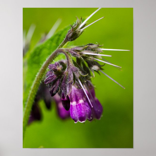 Lilas-Blumenposter Poster (Vorne)
