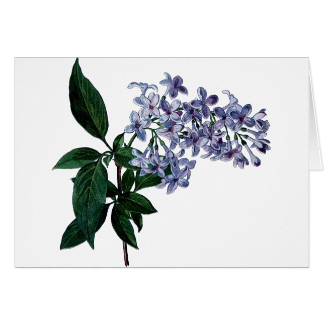 lilas vintage (Devant horizontal)