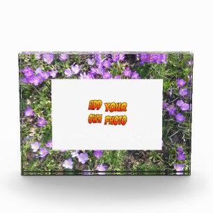 Lilette Blumen Kruste. Fotoblock