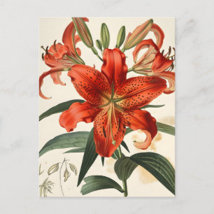 Lilie Closeup: Vintage Blumenbeauty Postkarte