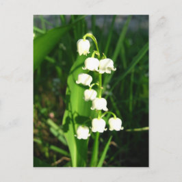 Lilie der Blume Postkarte