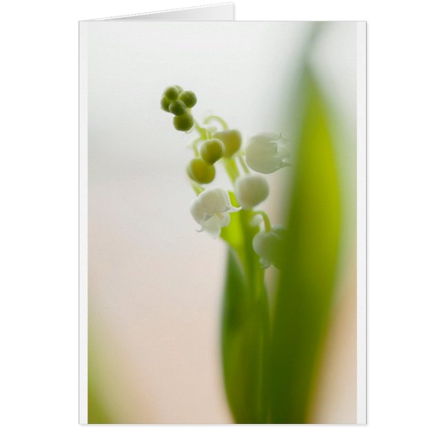 Lilie der Tal-Blume (Vorne)