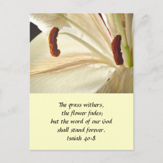 Lilie des Lichts Postkarte