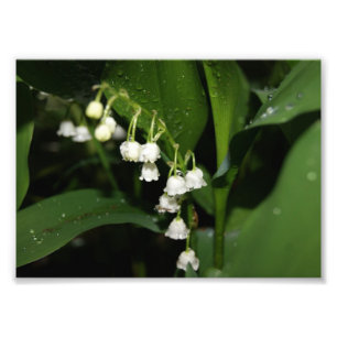 Lilie des Tal-12x18 photographischen Druckes Fotodruck