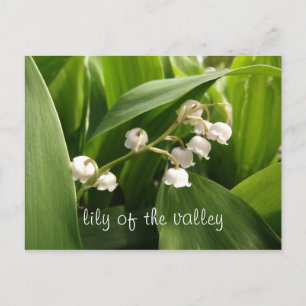 Lilie des Tals Postkarte