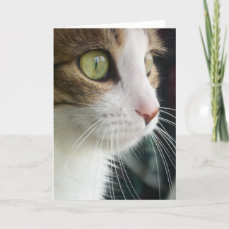 Lilie die Katzen-Gruß-Karte 03 Karte