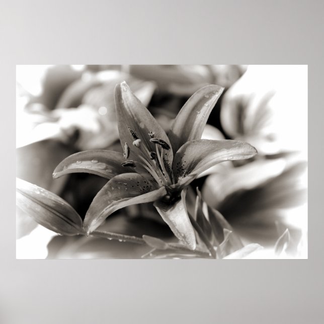 Lilie in Schwarz und Weiß Poster (Vorne)