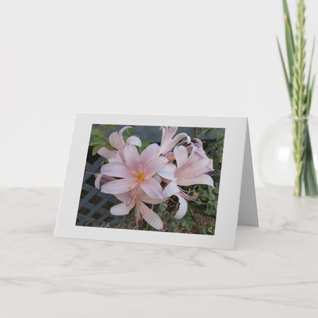 Lilie Karte (Vorderseite)