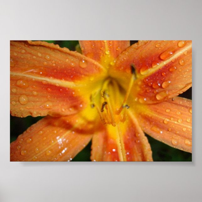 Lilie Poster (Vorne)