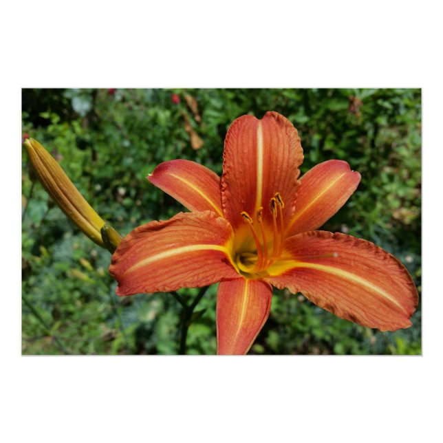 Lilie Poster (Vorderseite)