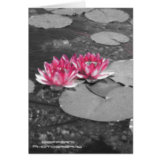 Lilien