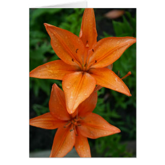 Lilien 3
