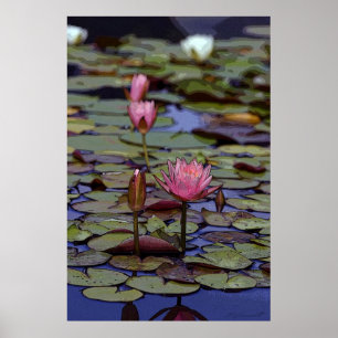 Lilien-Auflage-Kunst-Plakate -24x36 - anderes Poster