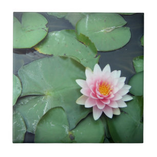 Lilien-Auflage-Teich-Blumen-, rosa und Fliese