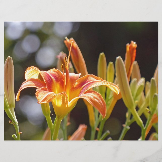 Lilien in der Sonne (Vorderseite)