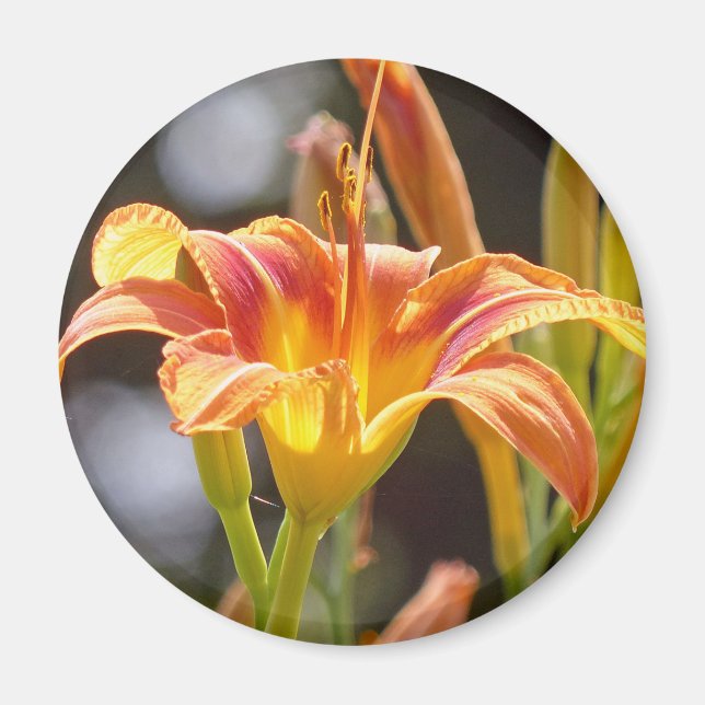 Lilien in der Sonne Magnet (Vorne)