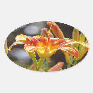 Lilien in der Sonne Ovaler Aufkleber