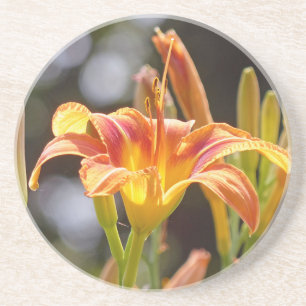 Lilien in der Sonne Untersetzer