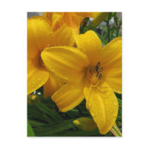 Lilien in Regen Postkarte
