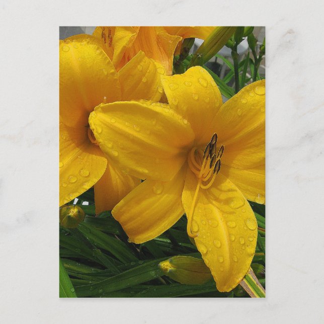 Lilien in Regen Postkarte (Vorderseite)