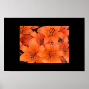 Lilien Poster