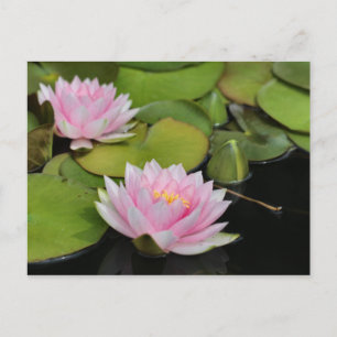 Lilien Postkarte
