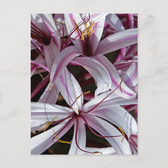 Lilien Postkarte (Vorderseite)