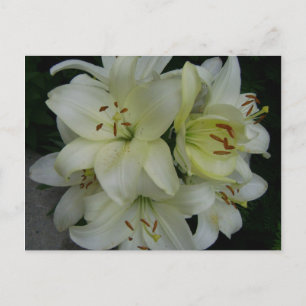 Lilien Postkarte