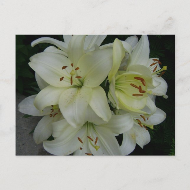 Lilien Postkarte (Vorderseite)