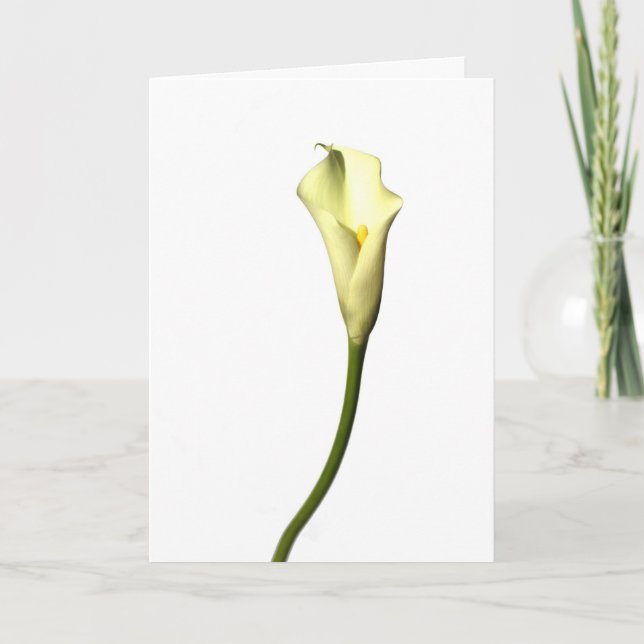 Lilien-Singlecalla-Lilien-Blume auf weißem Karte (Vorderseite)