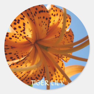 LILIEN-STICKER Orange Tigerlilie Blumen Geschenke Runder Aufkleber